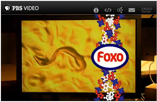 Video: FOXO – The Gene That Slows Aging